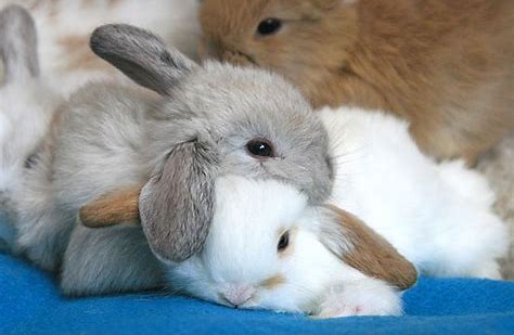 Sleeping bunnies – bumps to bairns